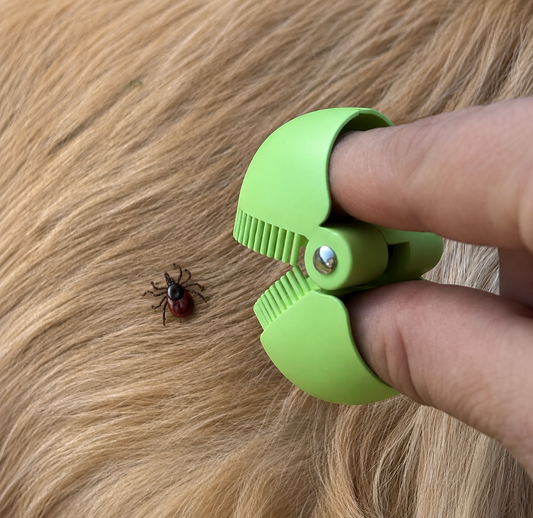 Zecken beim Hund entfernen – so geht's richtig (2026)